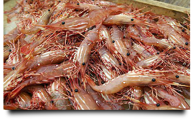 http://www.baitshopcapecoral.com/images/pages/tackle/shrimp.png